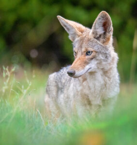 Coyote face