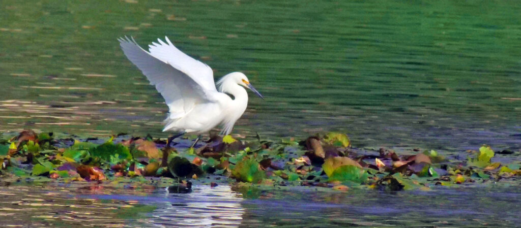 Snowy egret