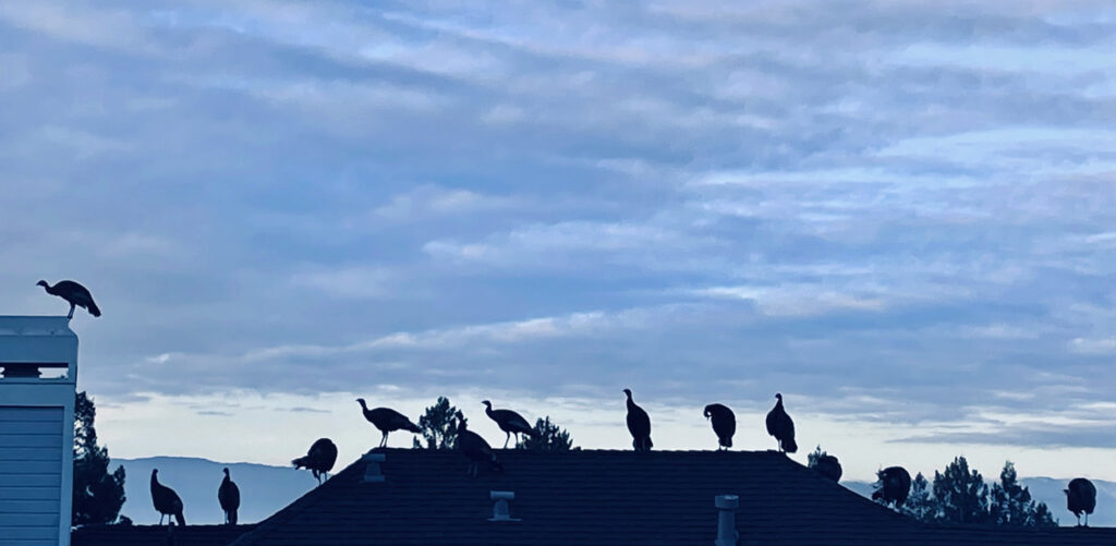 Twelve turkeys on a rooftop