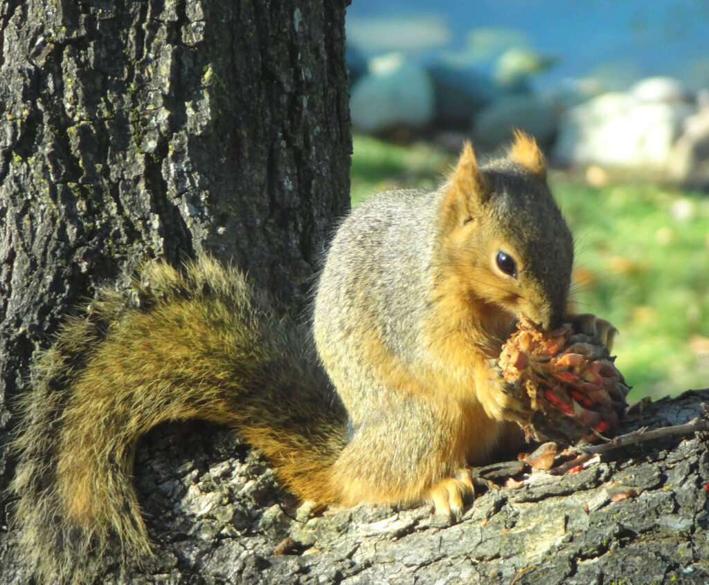 Red Squirrel eating