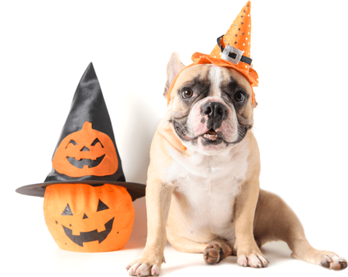 Dog Club Halloween