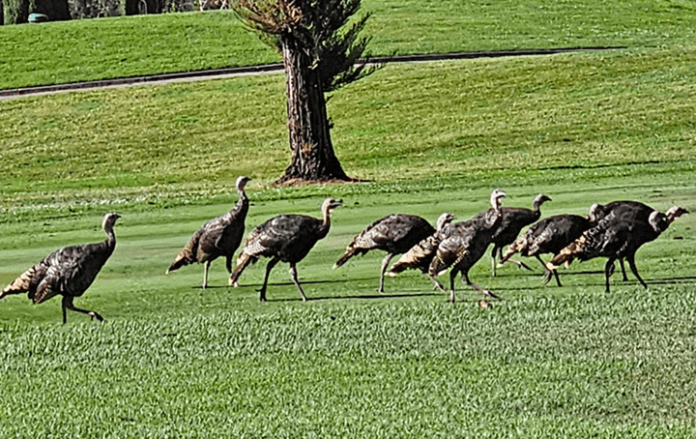 Turkeys on the golf course