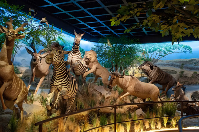 African wildlife exhibit at Blackhawk Museum