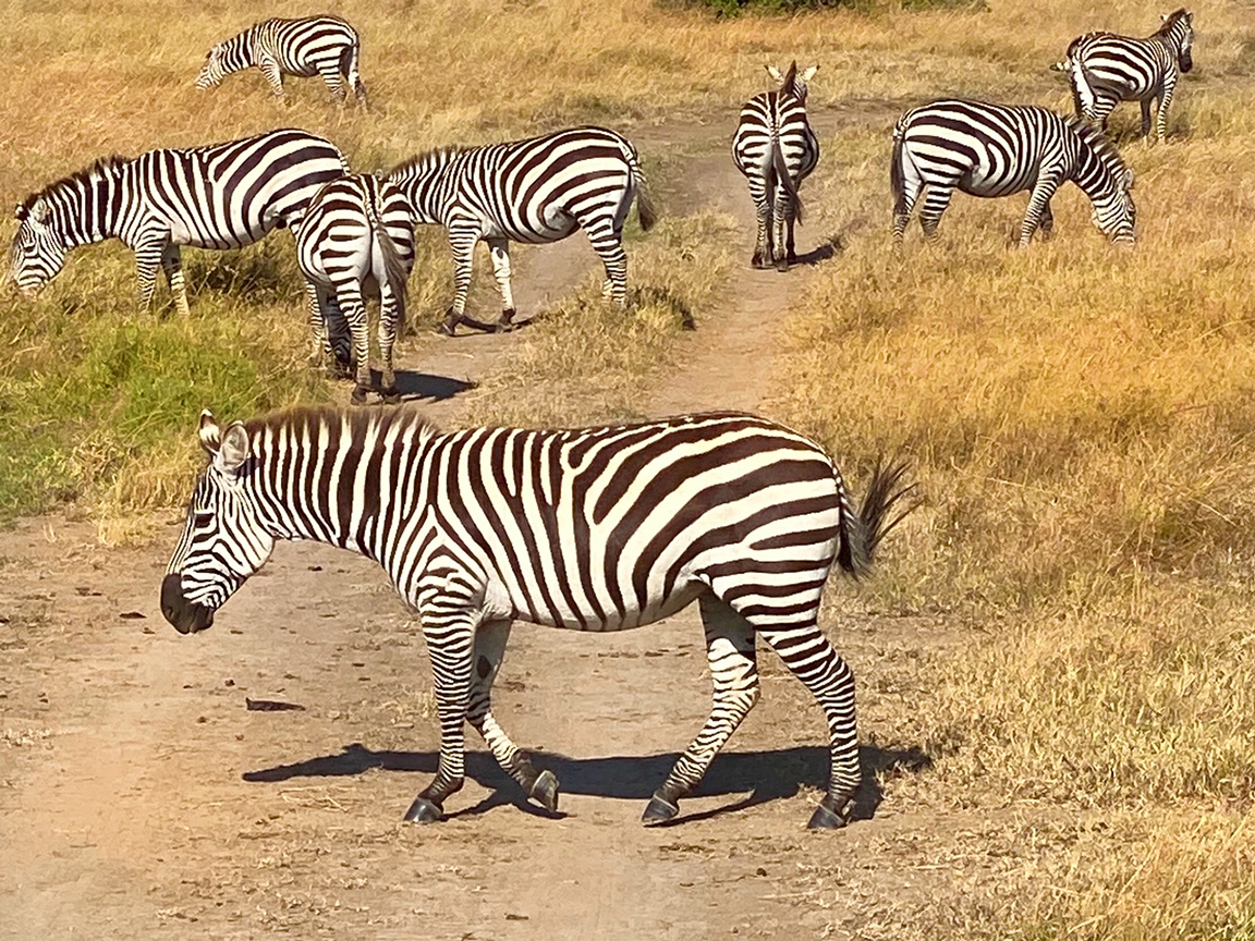 Zebra