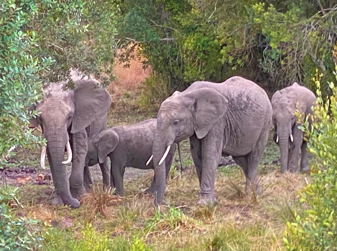 Elephants