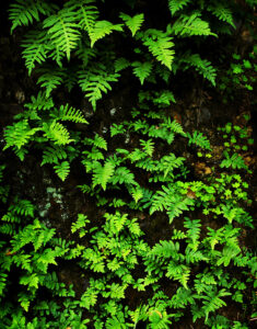 Ferns