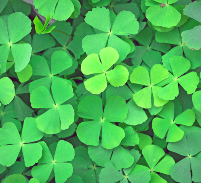 Field of Four Leaf Clovers