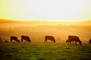 Cattle at sunset