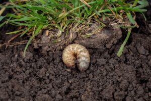 grub